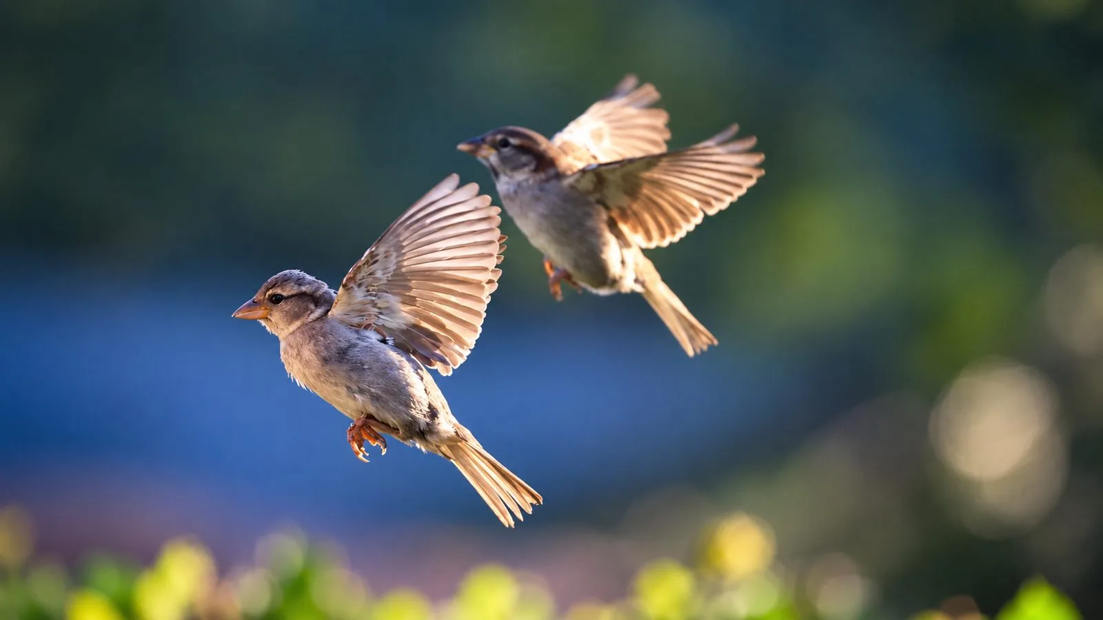 Two sparrows in flight, wings spread, against a soft blue and green background.